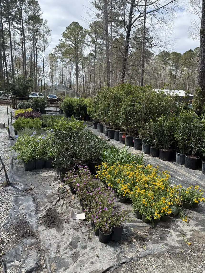 Shrubs, perennials and color